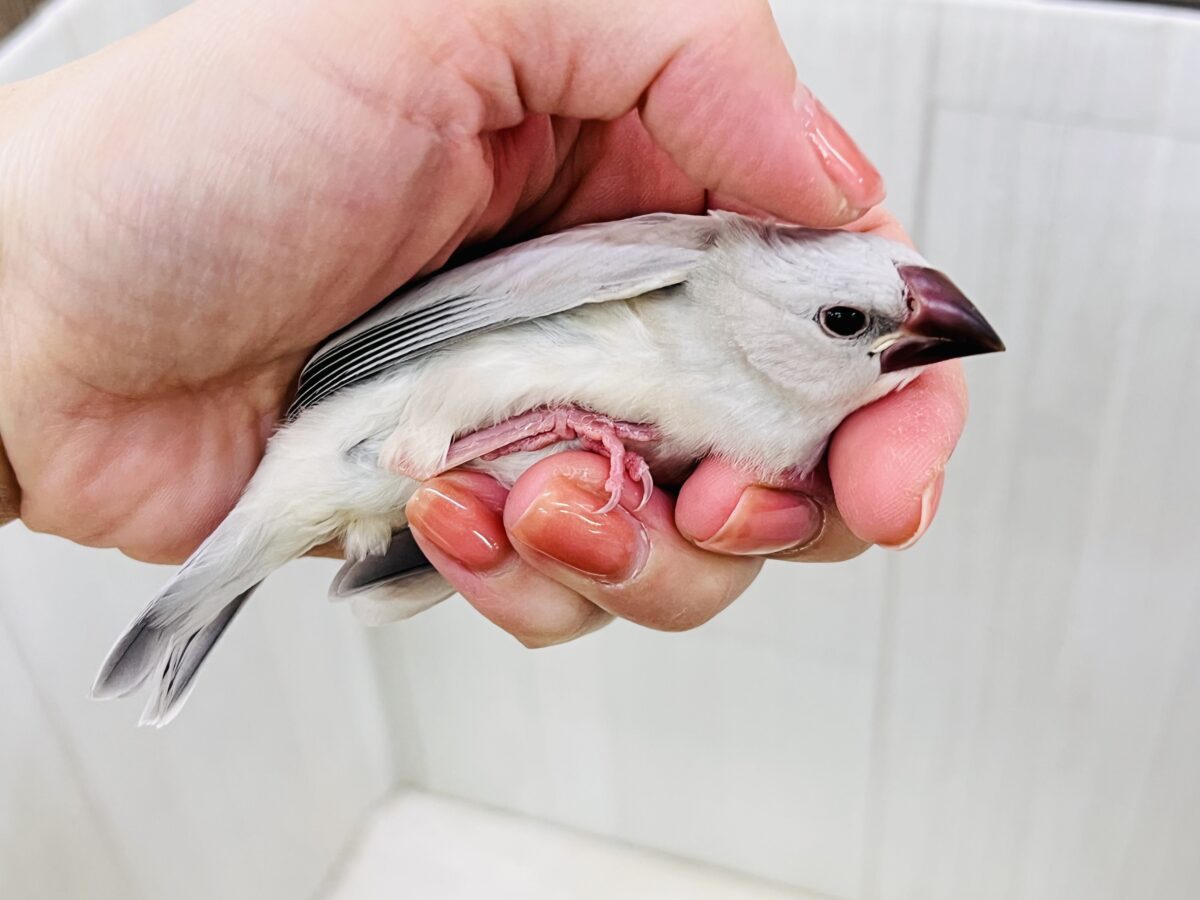 ②まだ赤ちゃん♡なんだかんだなシルバー文鳥✨ シルバー文鳥
