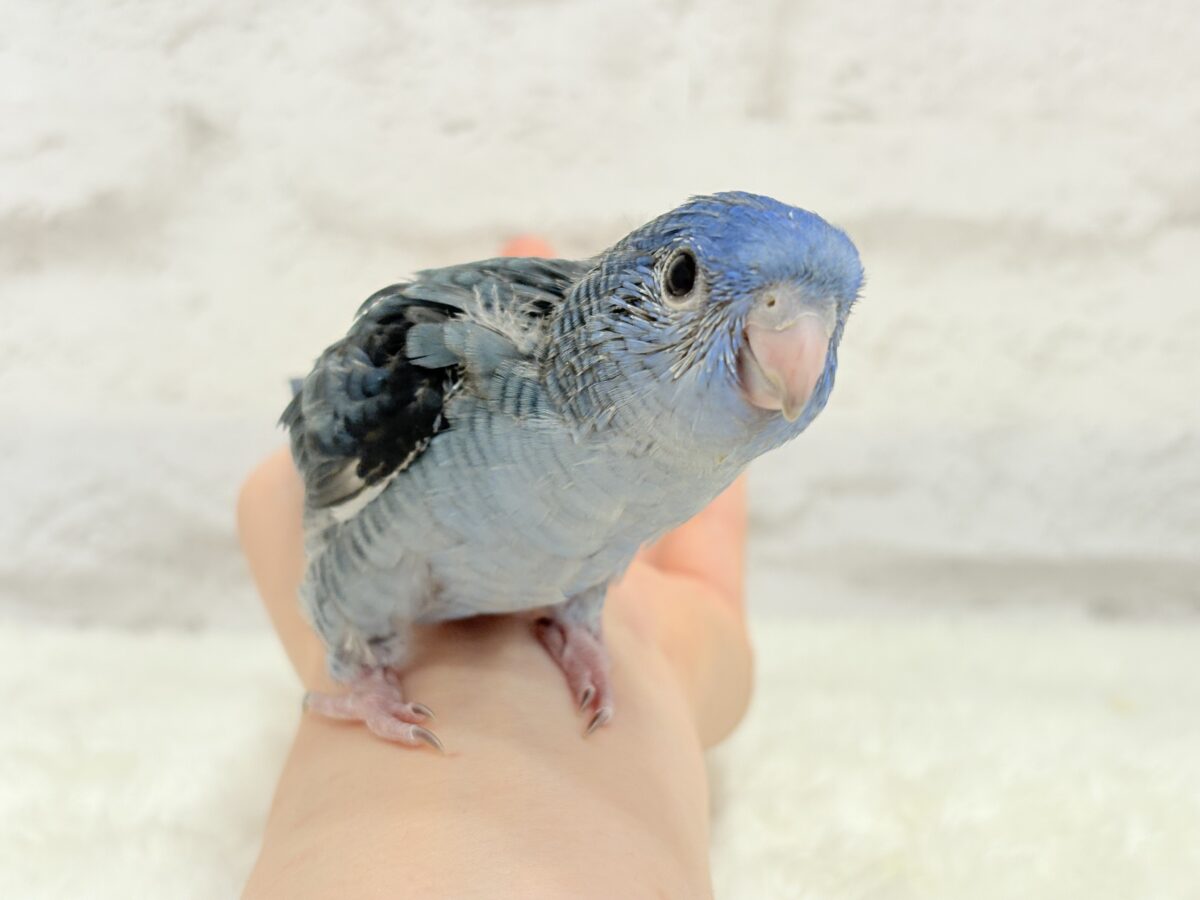 サザナミインコ
