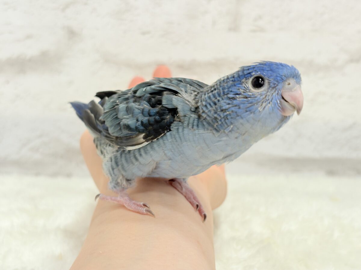 元気いっぱい☆ピーポポポ🐥🪅💙サザナミインコ(コバルト) ヒナ サザナミインコ