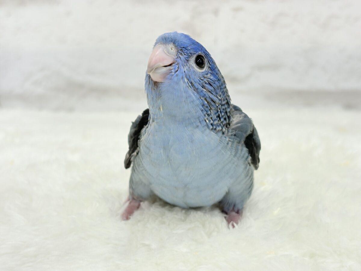 元気いっぱい☆ピーポポポ🐥🪅💙サザナミインコ(コバルト) ヒナ サザナミインコ