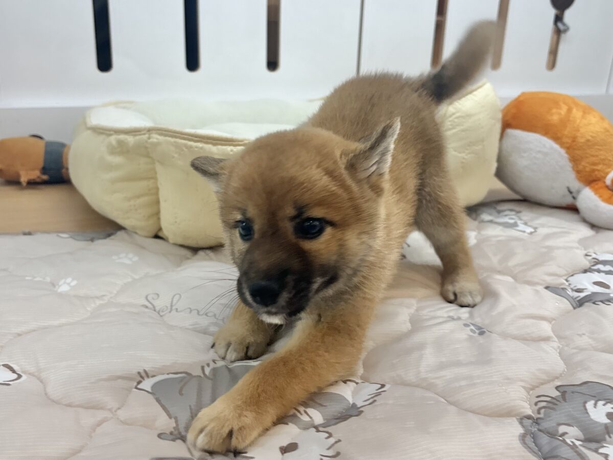 柴犬