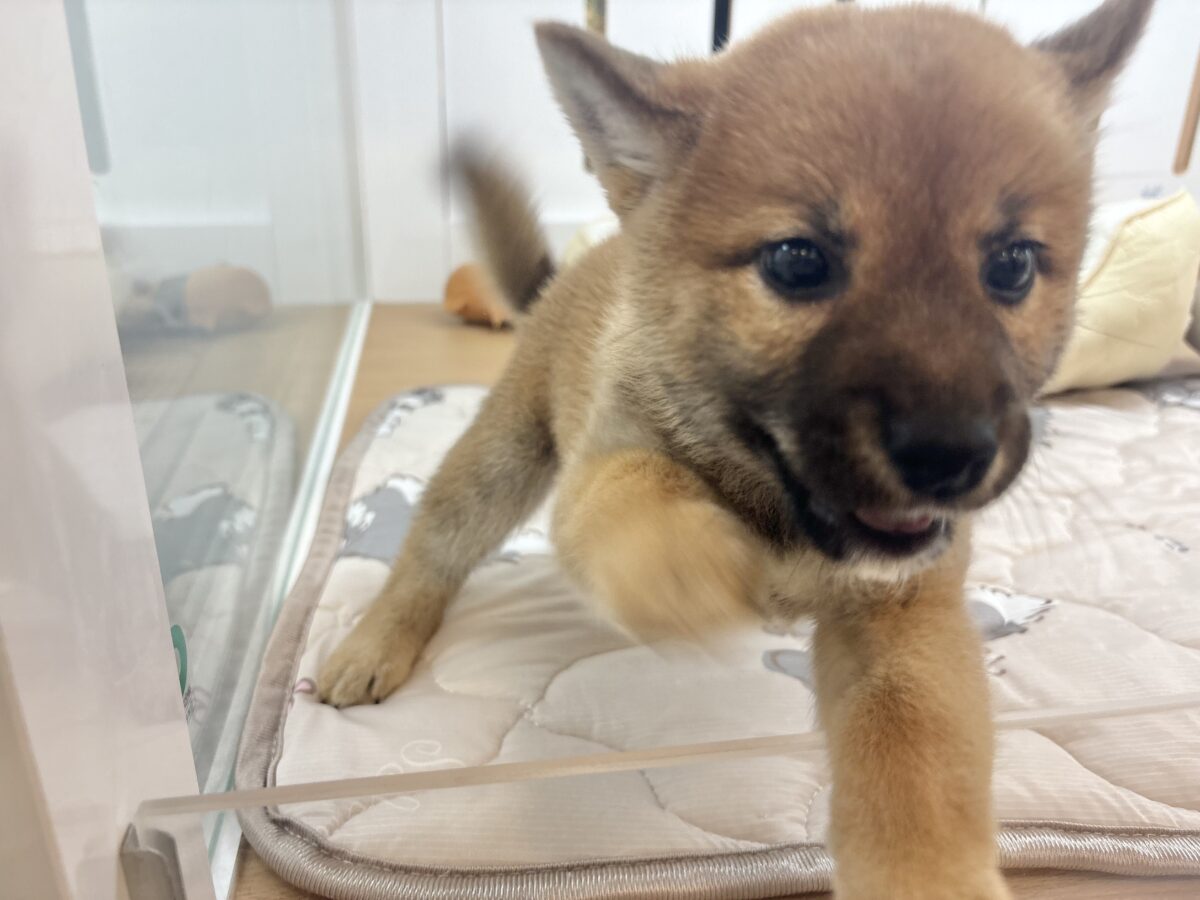 柴犬