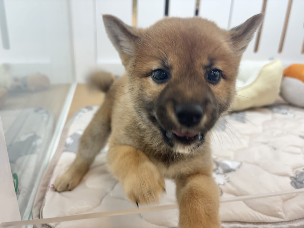 柴犬