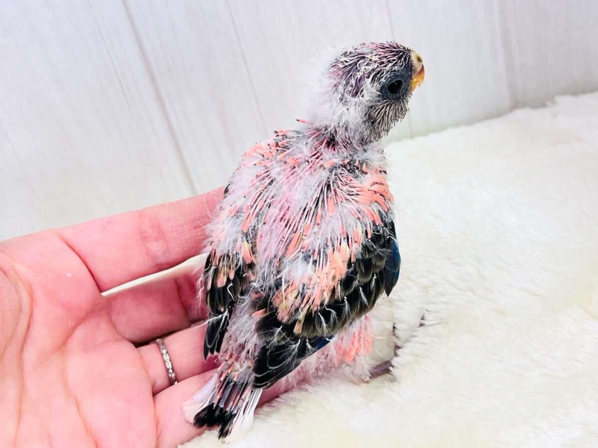 ぷっくりお鼻🐽ぱやぱやローズ🌹アキクサインコ入舎しました アキクサインコ(秋草インコ)