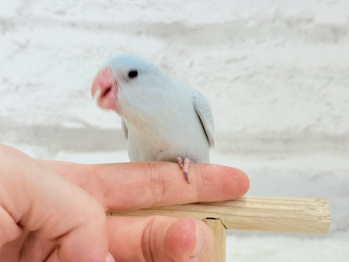 マメルリハ