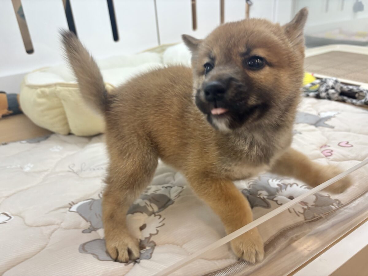 柴犬