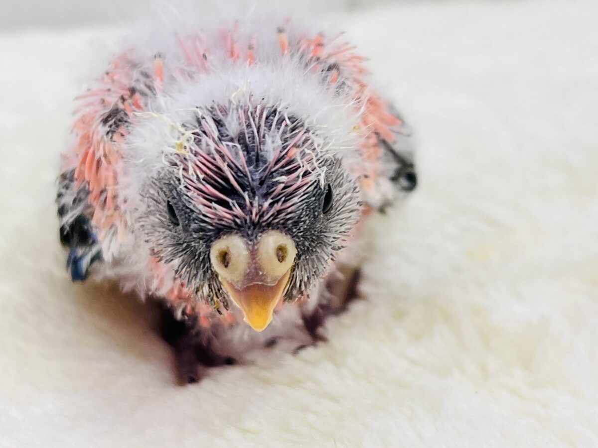 ぷっくりお鼻🐽ぱやぱやローズ🌹アキクサインコ入舎しました アキクサインコ(秋草インコ)