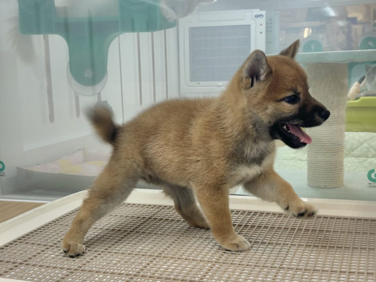 柴犬
