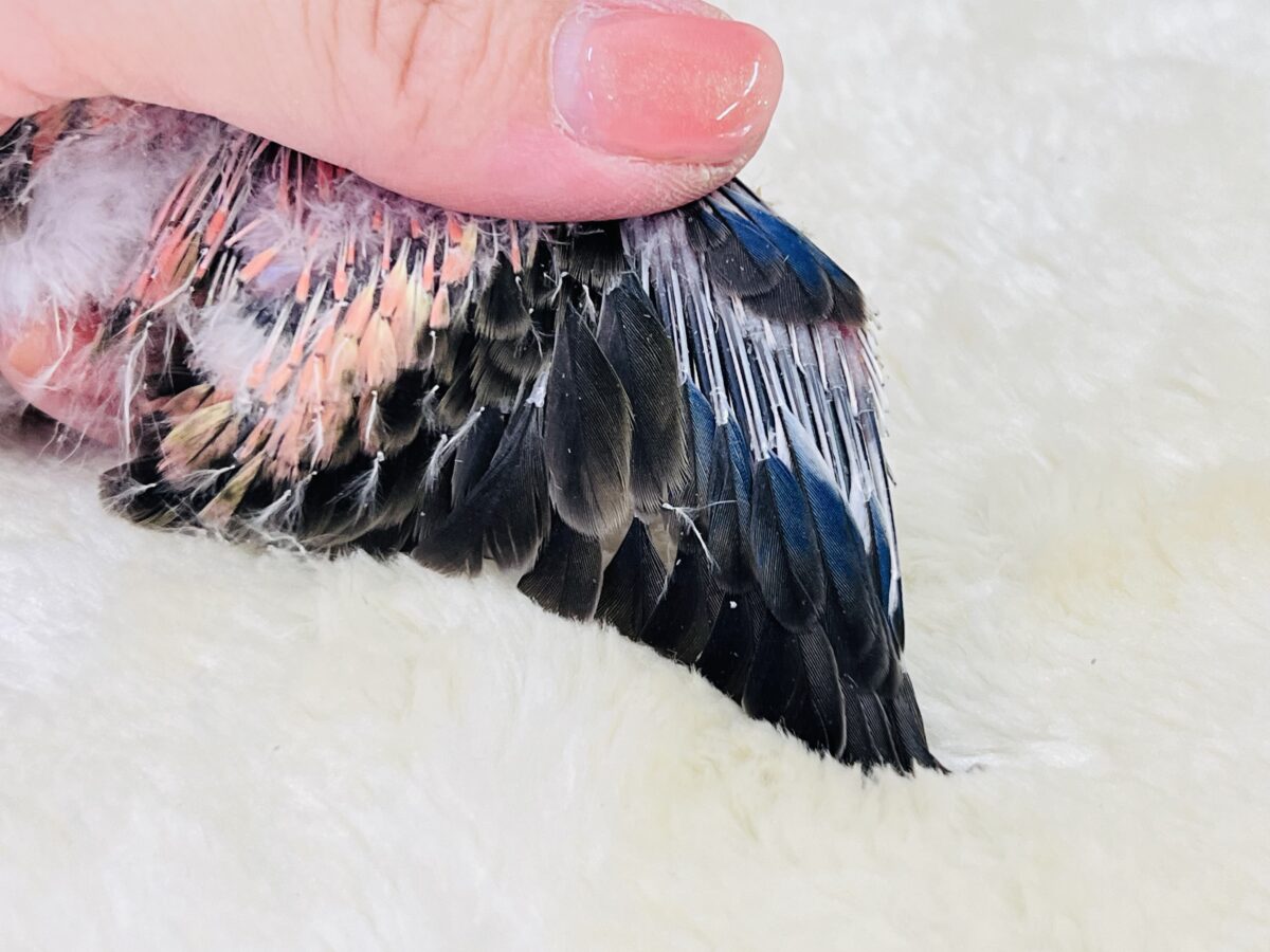 ぷっくりお鼻🐽ぱやぱやローズ🌹アキクサインコ入舎しました アキクサインコ(秋草インコ)