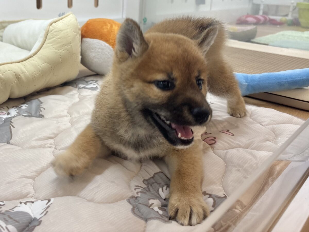柴犬
