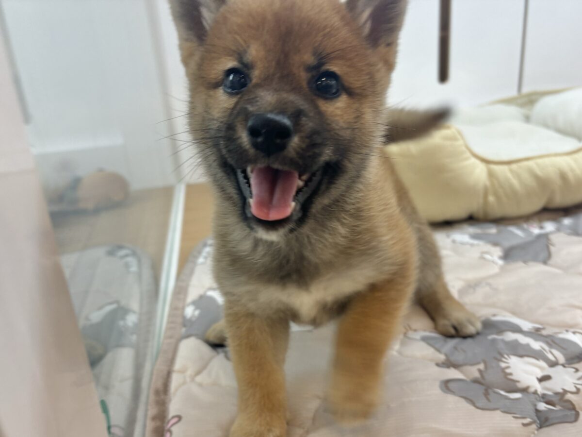 柴犬