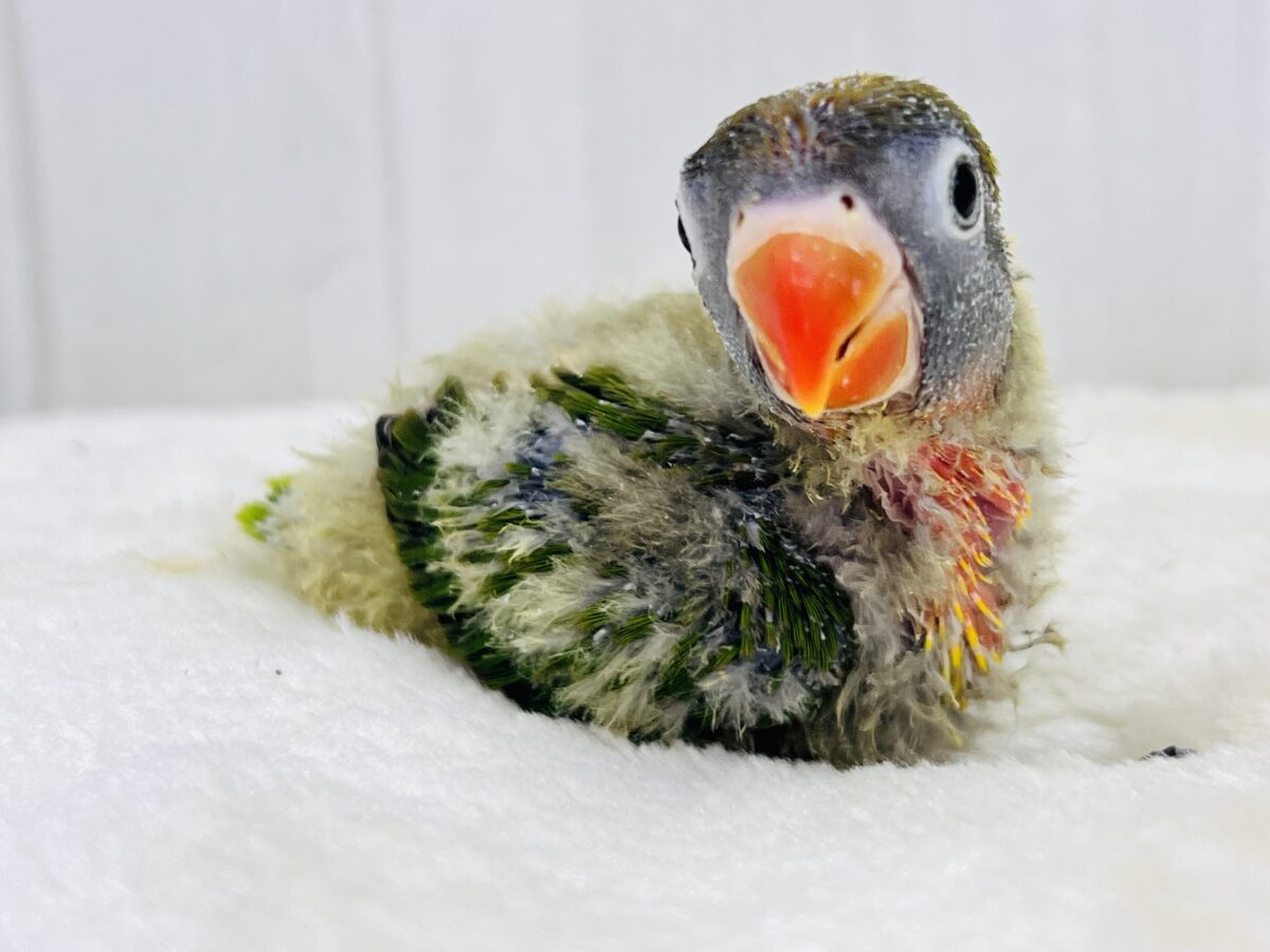 目力強め👀角刈り頭⁉️綿毛まみれ〜なキエリボタンインコ入舎しました! キエリボタンインコ
