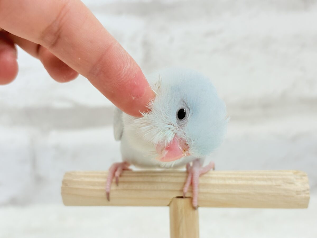 マメルリハ