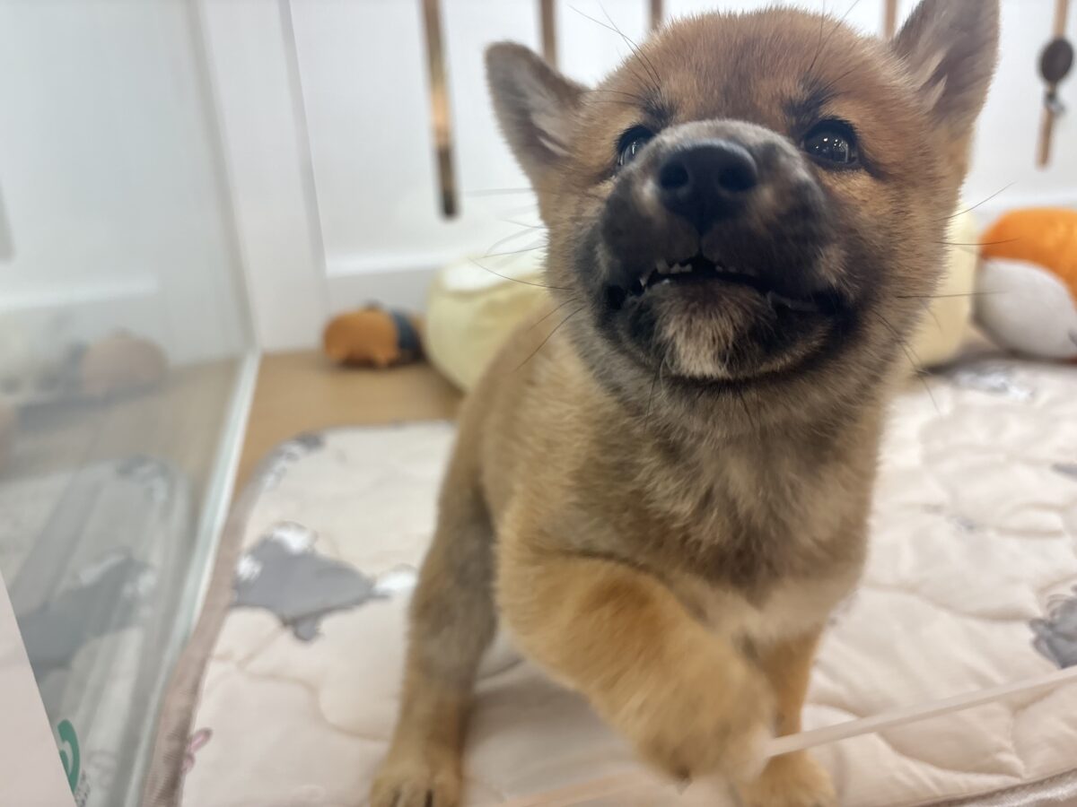柴犬