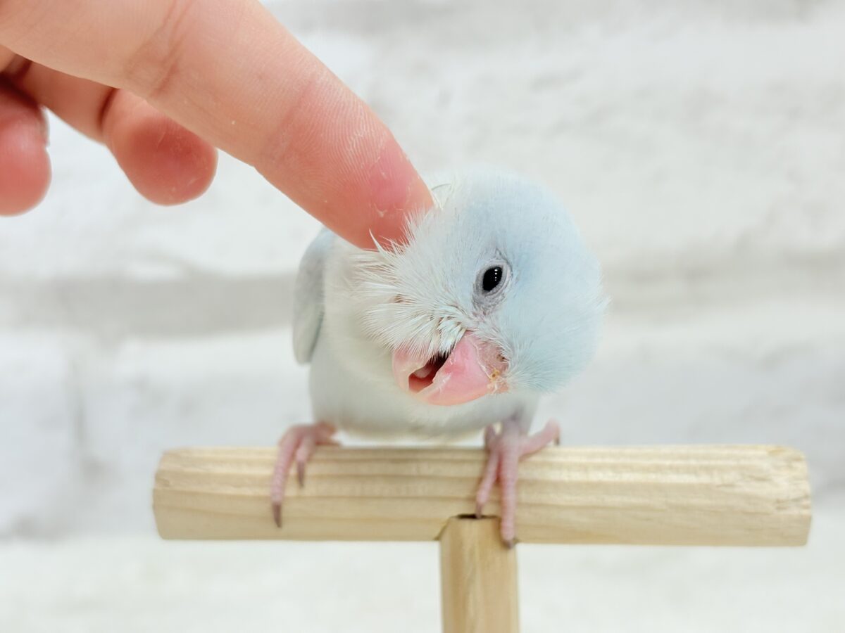 マメルリハ