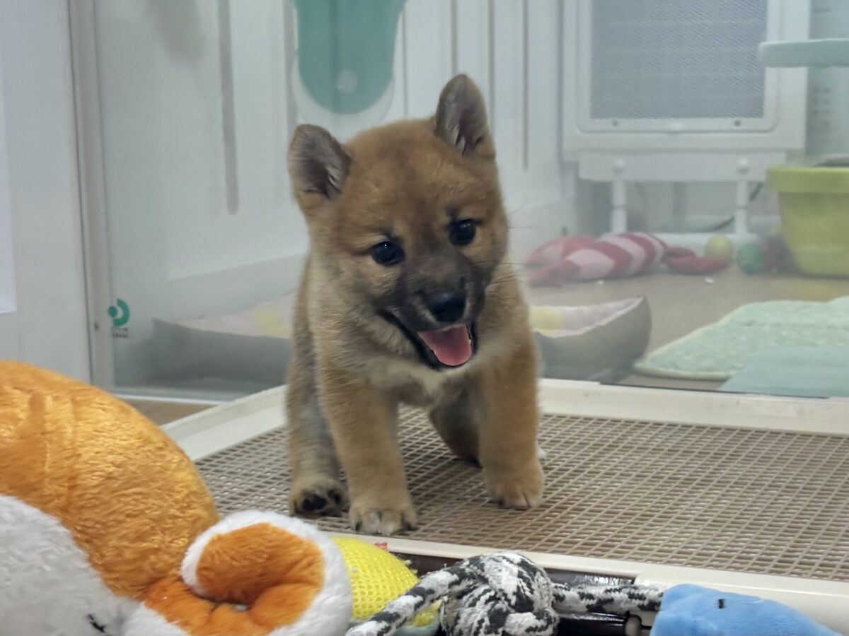 柴犬