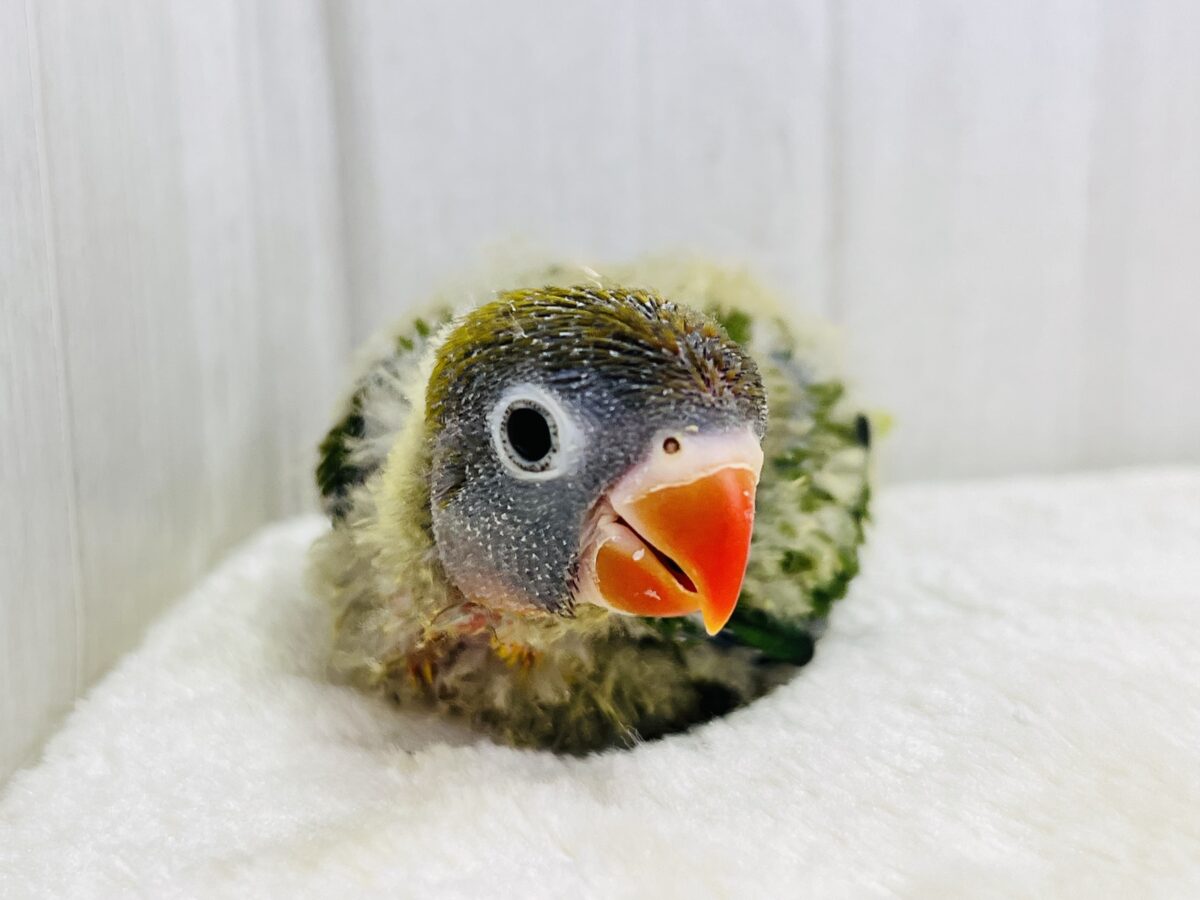 キエリボタンインコ