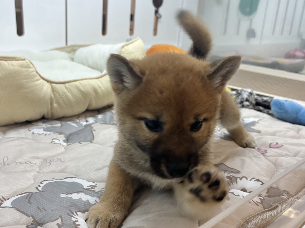 柴犬