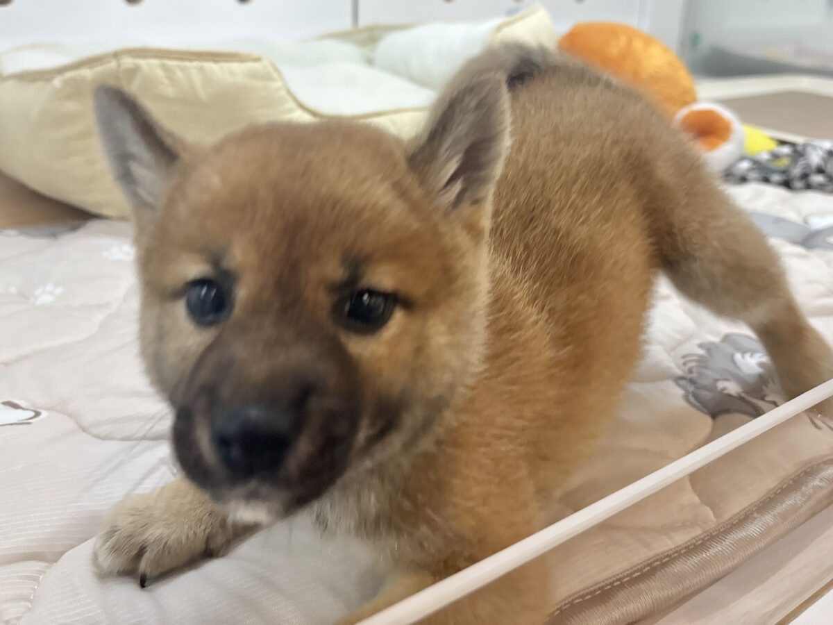 柴犬