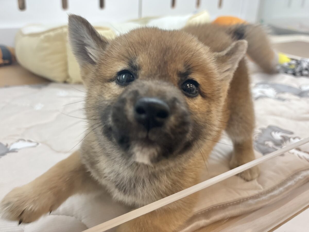 柴犬