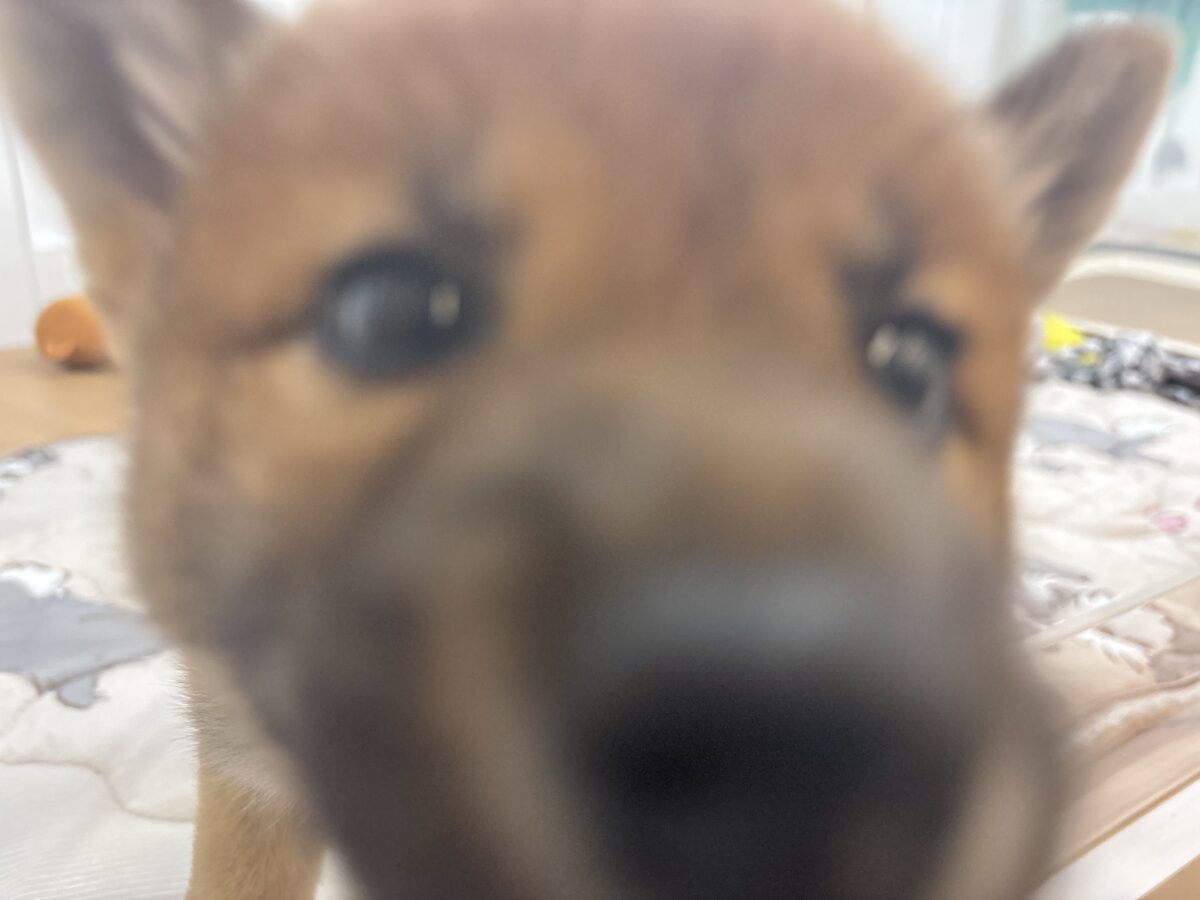 柴犬