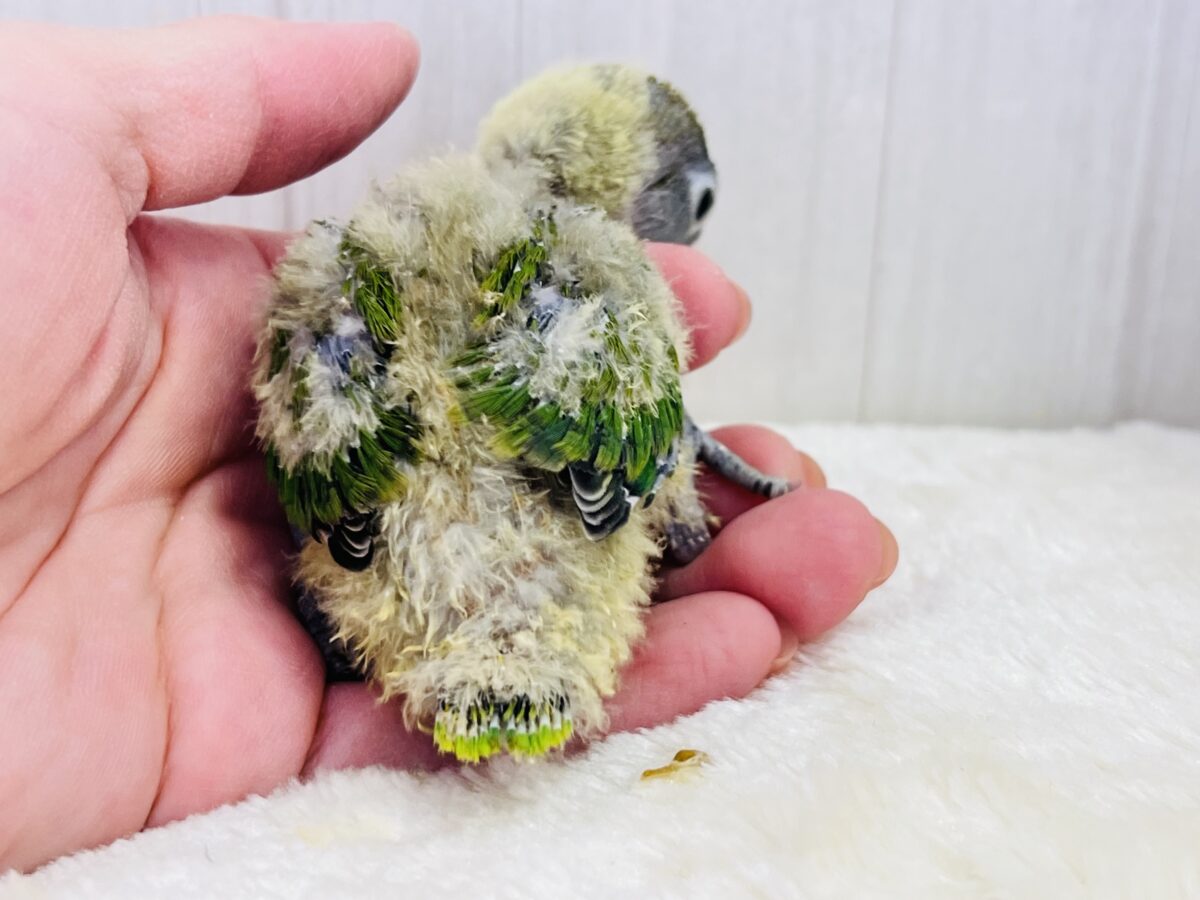 目力強め👀角刈り頭⁉️綿毛まみれ〜なキエリボタンインコ入舎しました! キエリボタンインコ
