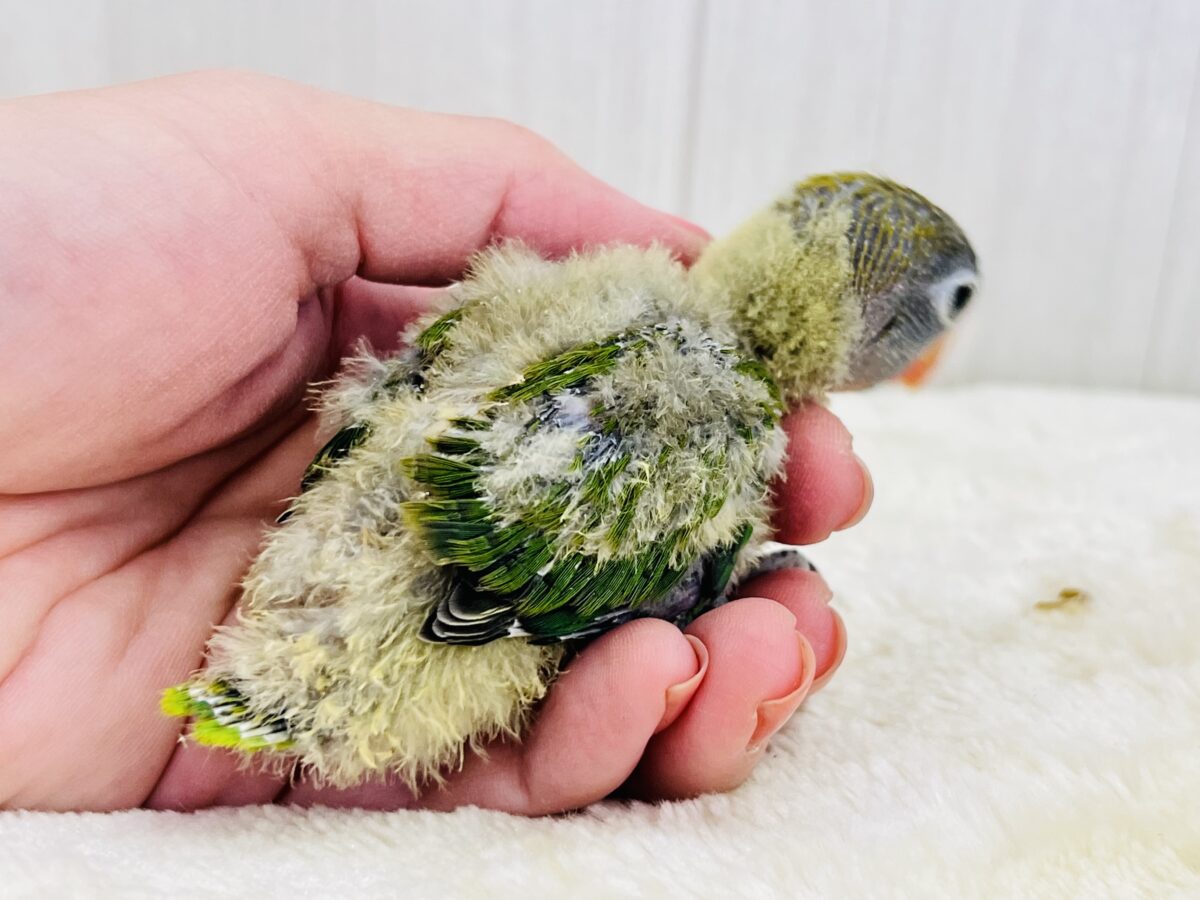 キエリボタンインコ