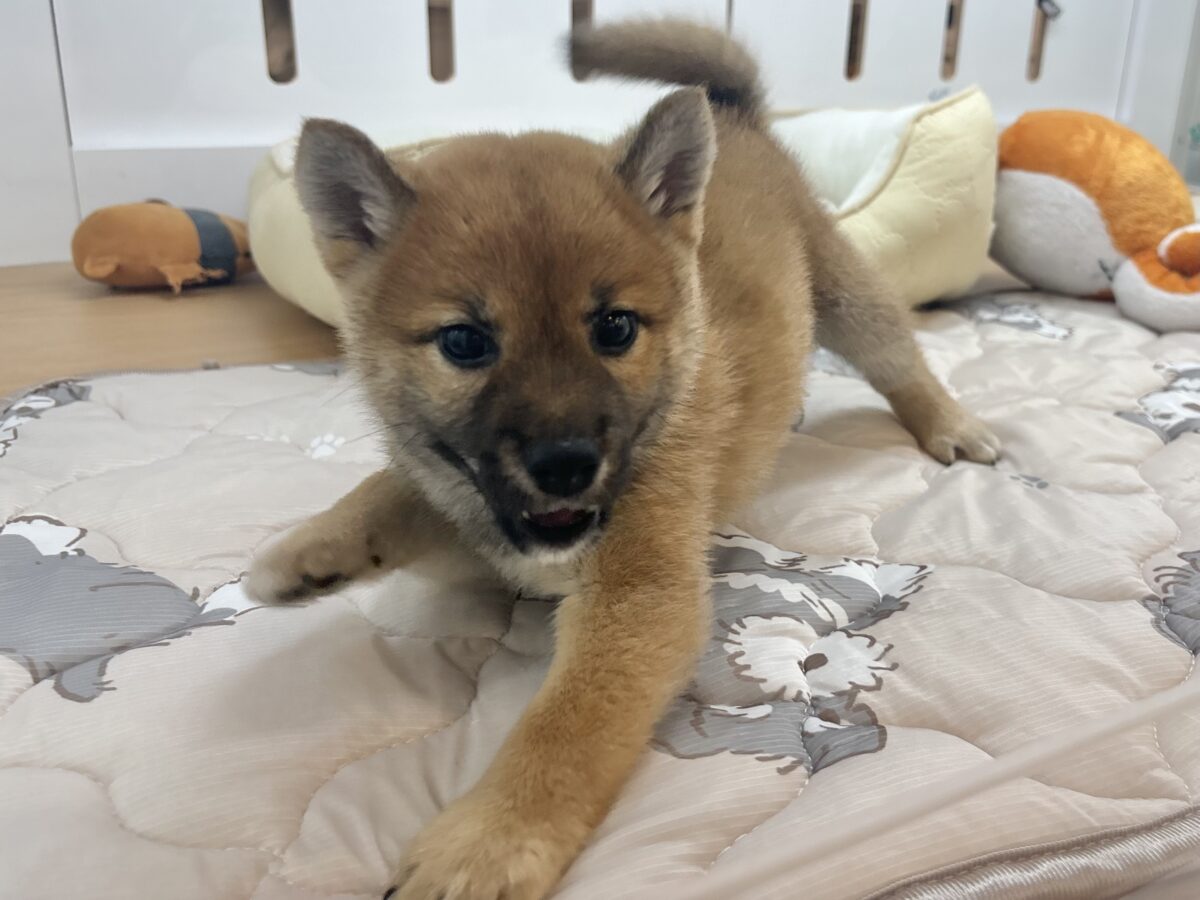 柴犬