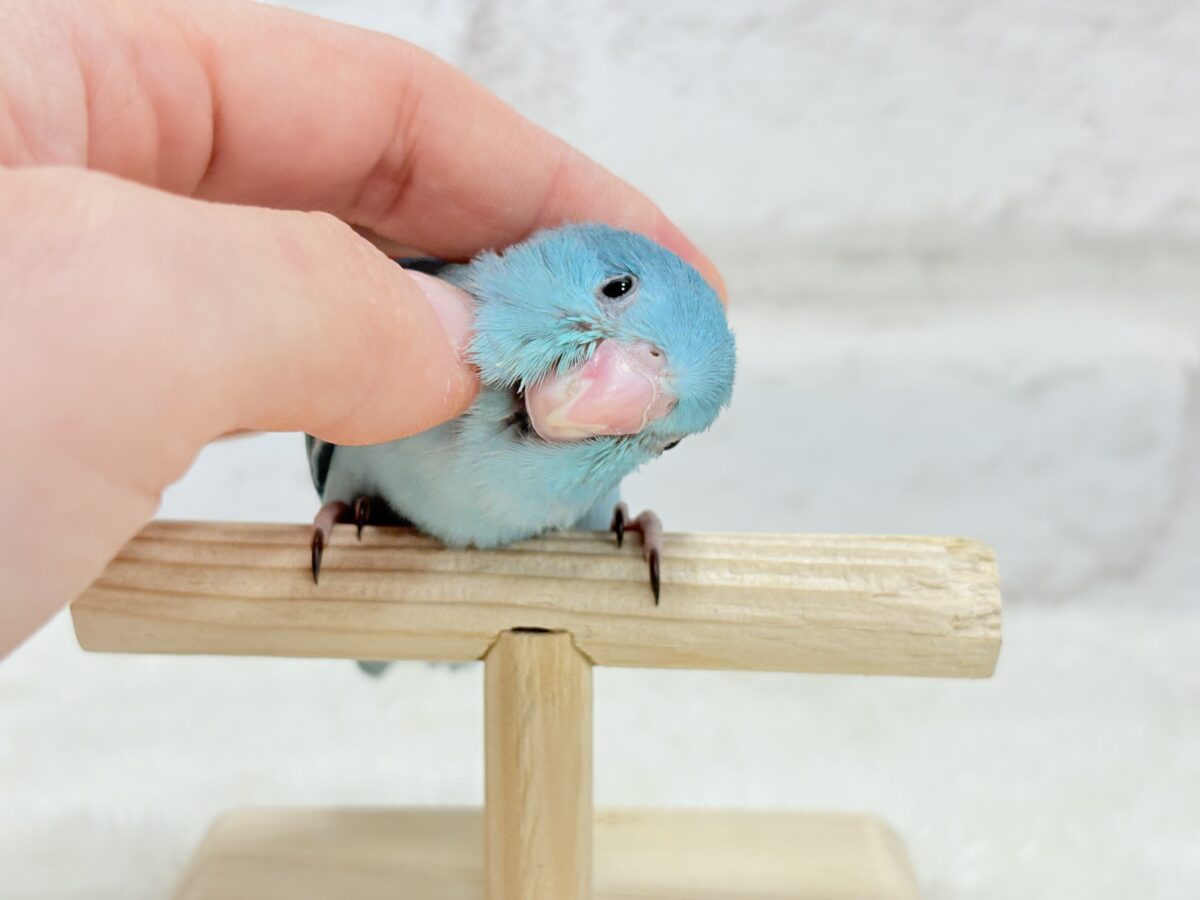 マメルリハ