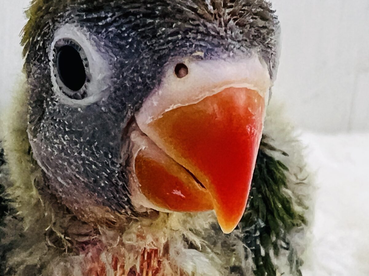 目力強め👀角刈り頭⁉️綿毛まみれ〜なキエリボタンインコ入舎しました! キエリボタンインコ