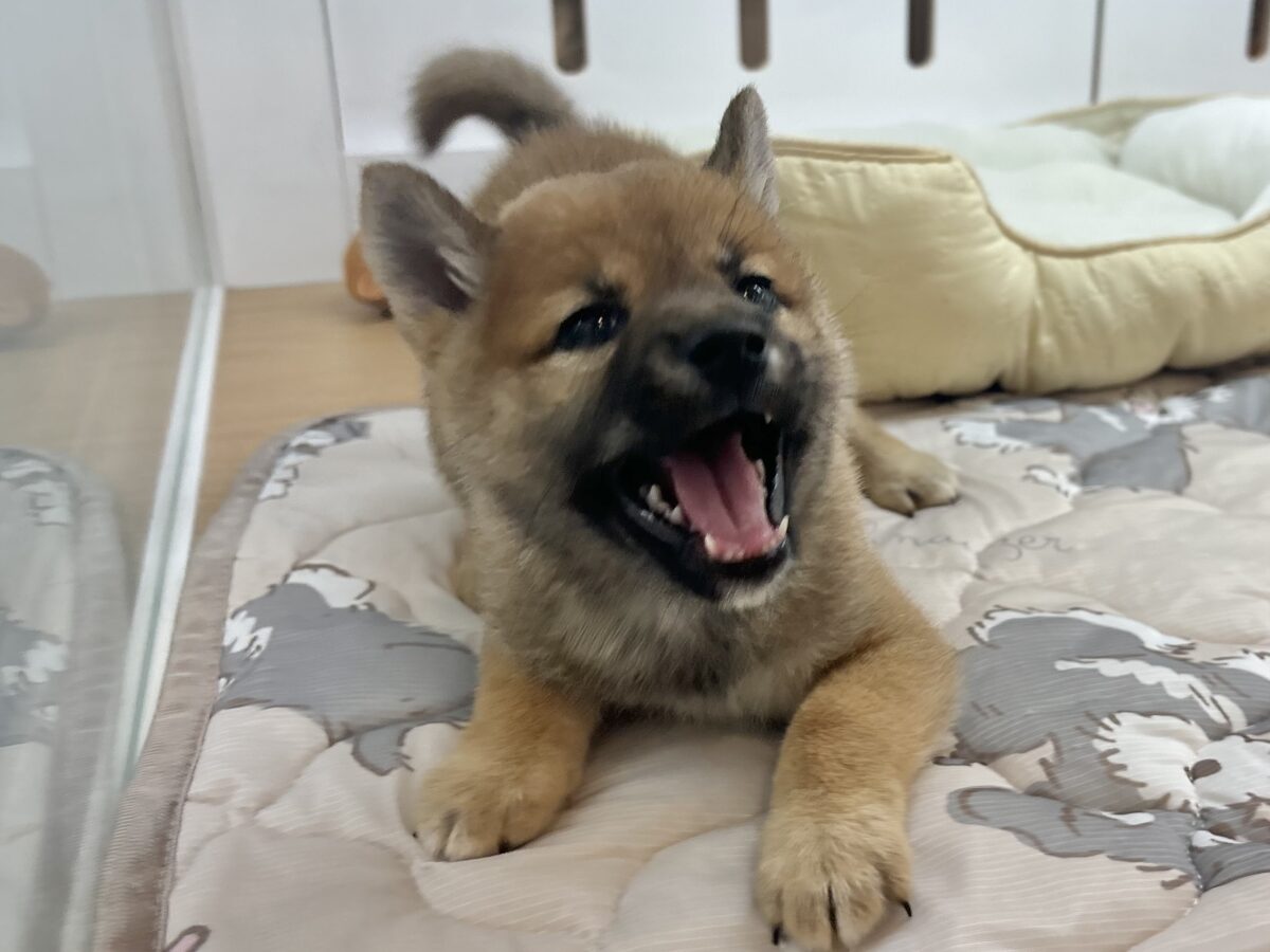 柴犬