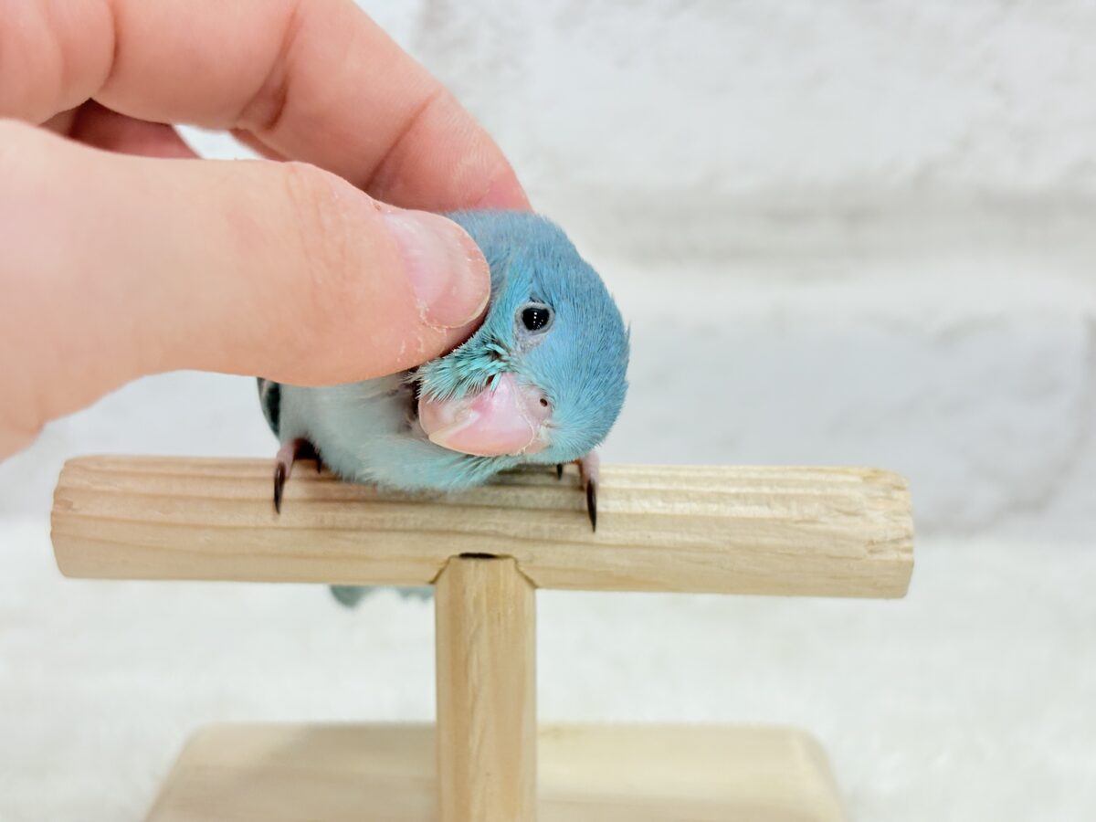 マメルリハ