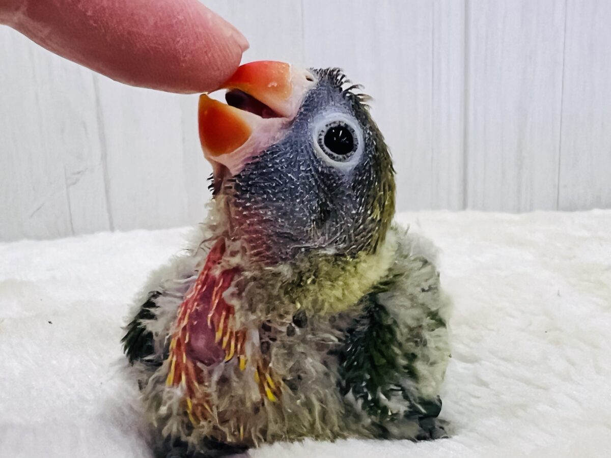 目力強め👀角刈り頭⁉️綿毛まみれ〜なキエリボタンインコ入舎しました! キエリボタンインコ