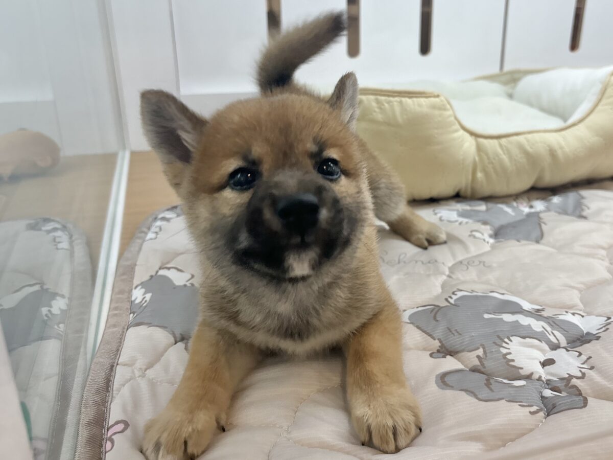 柴犬