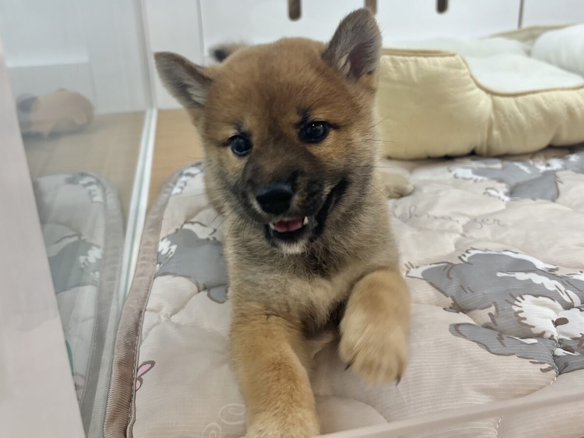 柴犬