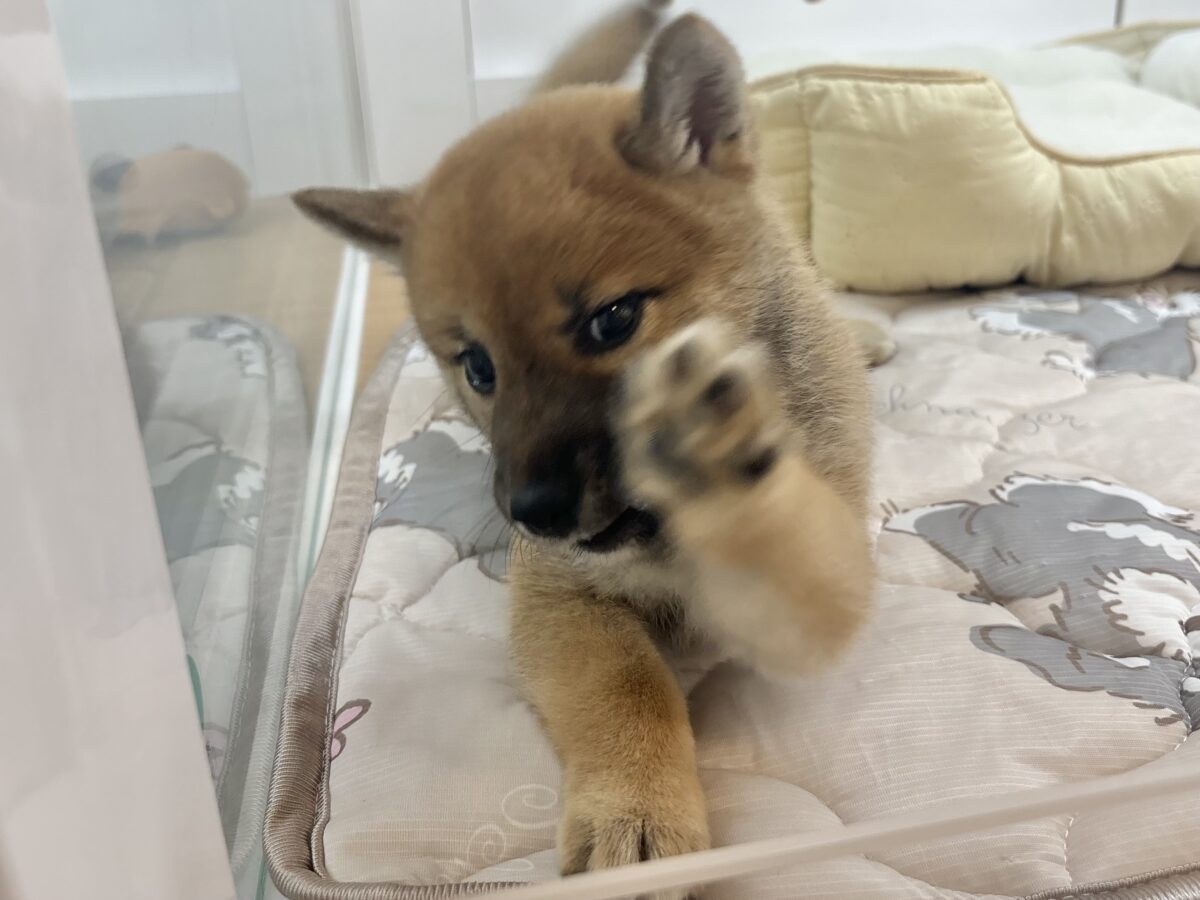 柴犬