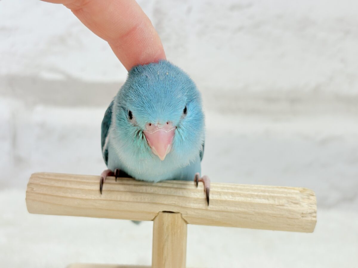 マメルリハ