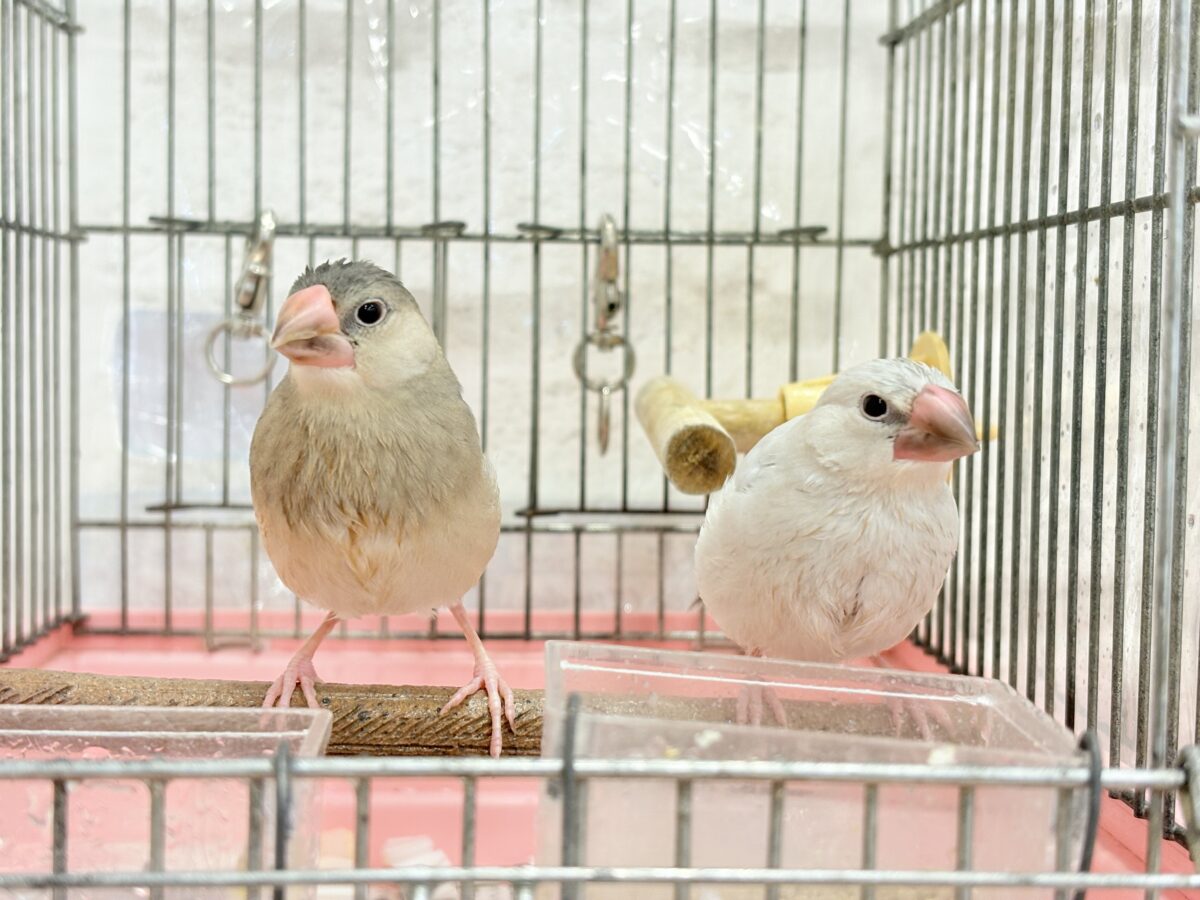 桜文鳥