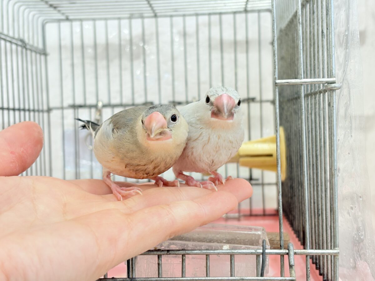 【最新画像更新🪄ひとり餌になりました☆】きらきらおめめに映る世界🐣🫧桜文鳥 ヒナ 桜文鳥