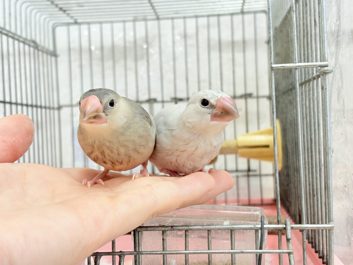 【最新画像更新🪄ひとり餌になりました☆】未来はゴージャス文鳥さっ🕊🩶シルバー文鳥 ヒナ シルバー文鳥
