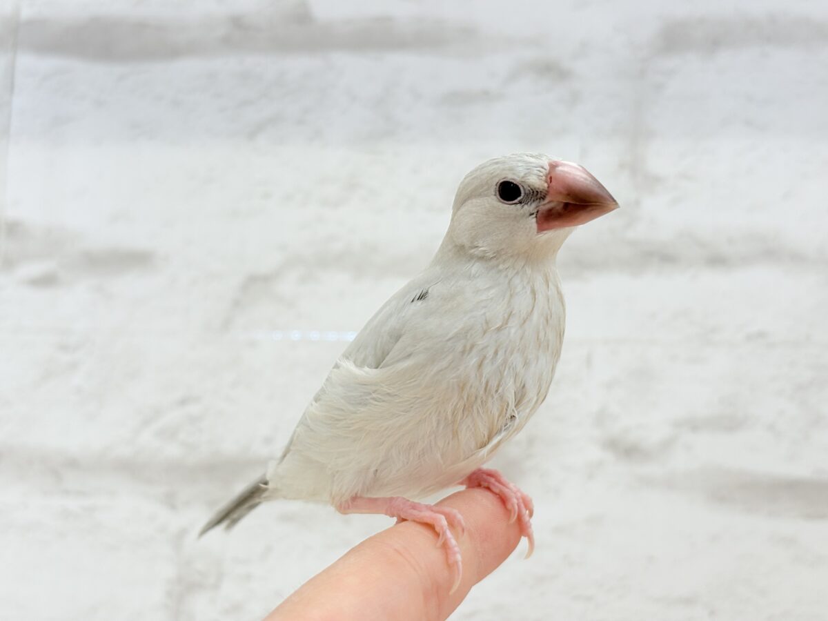 シルバー文鳥