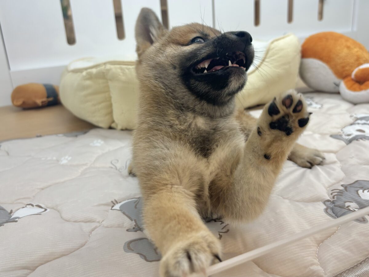 柴犬