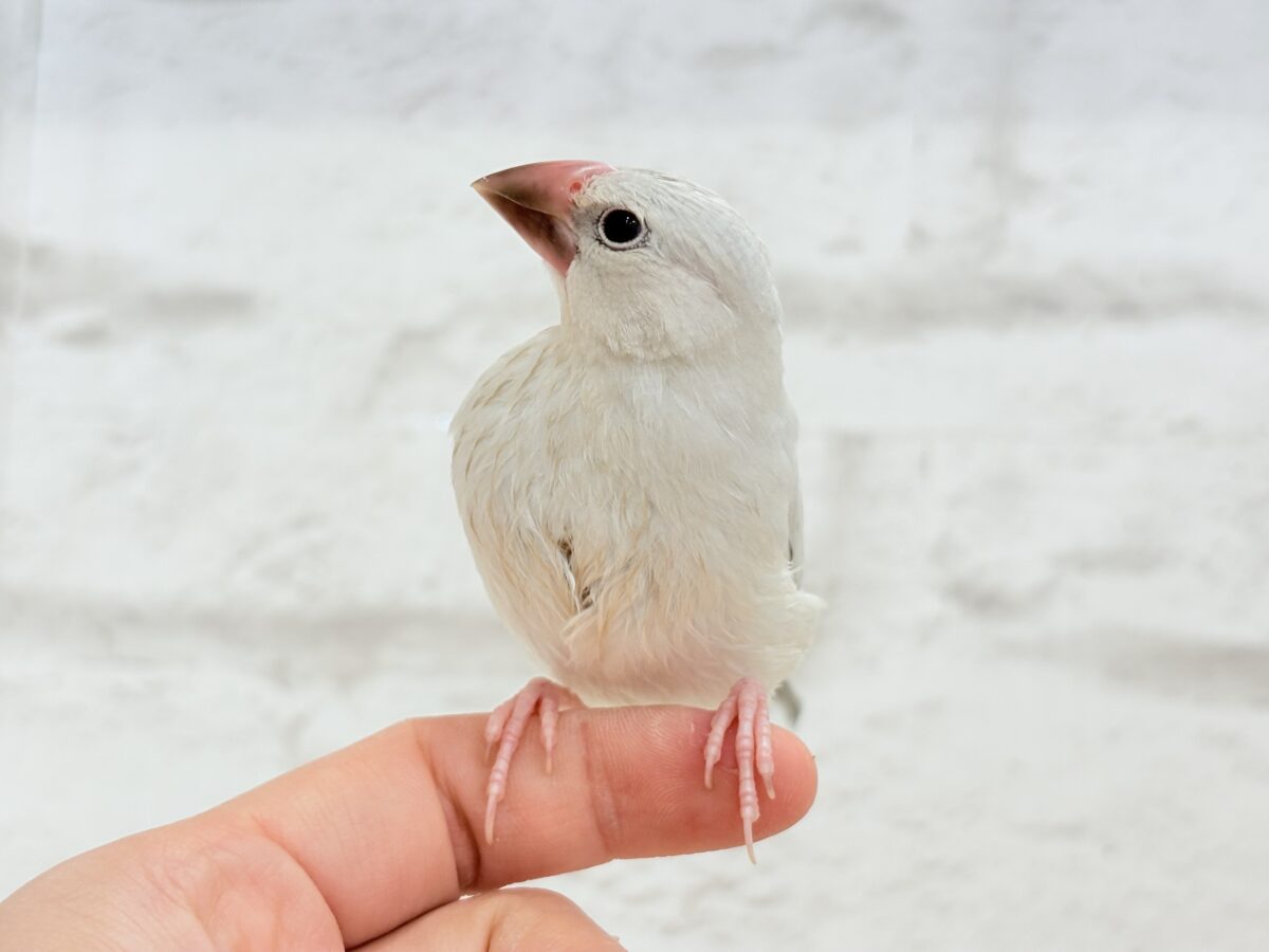 【最新画像更新🪄ひとり餌になりました☆】未来はゴージャス文鳥さっ🕊🩶シルバー文鳥 ヒナ シルバー文鳥