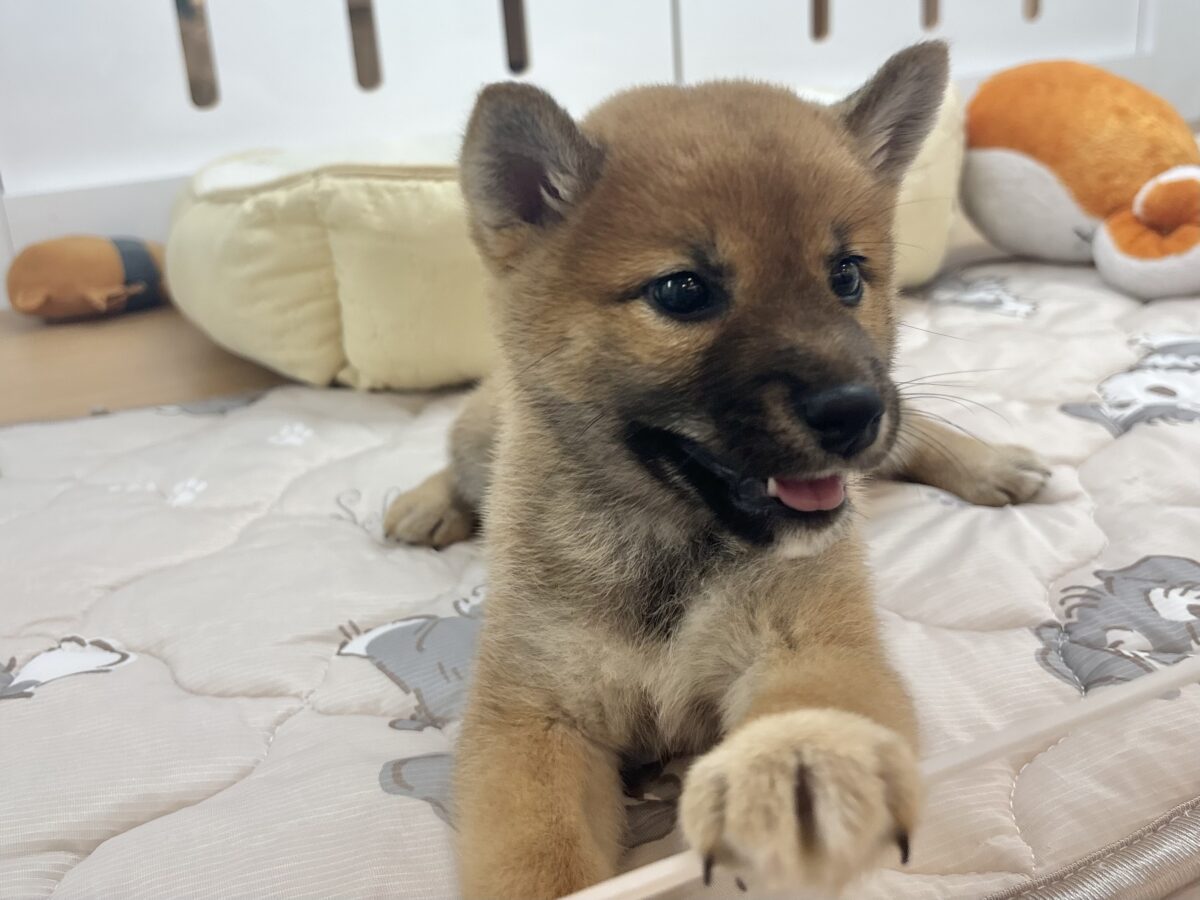 柴犬