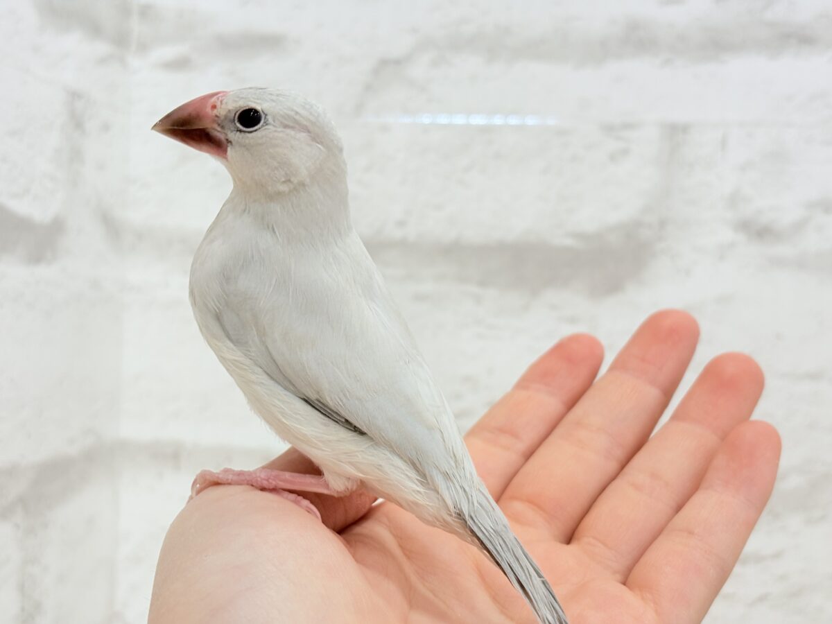 【最新画像更新🪄ひとり餌になりました☆】未来はゴージャス文鳥さっ🕊🩶シルバー文鳥 ヒナ シルバー文鳥