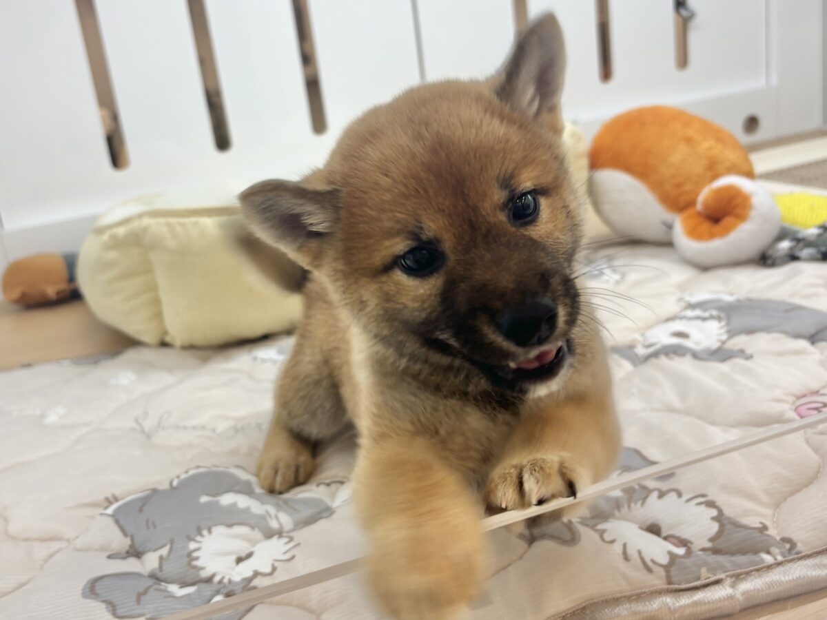 柴犬