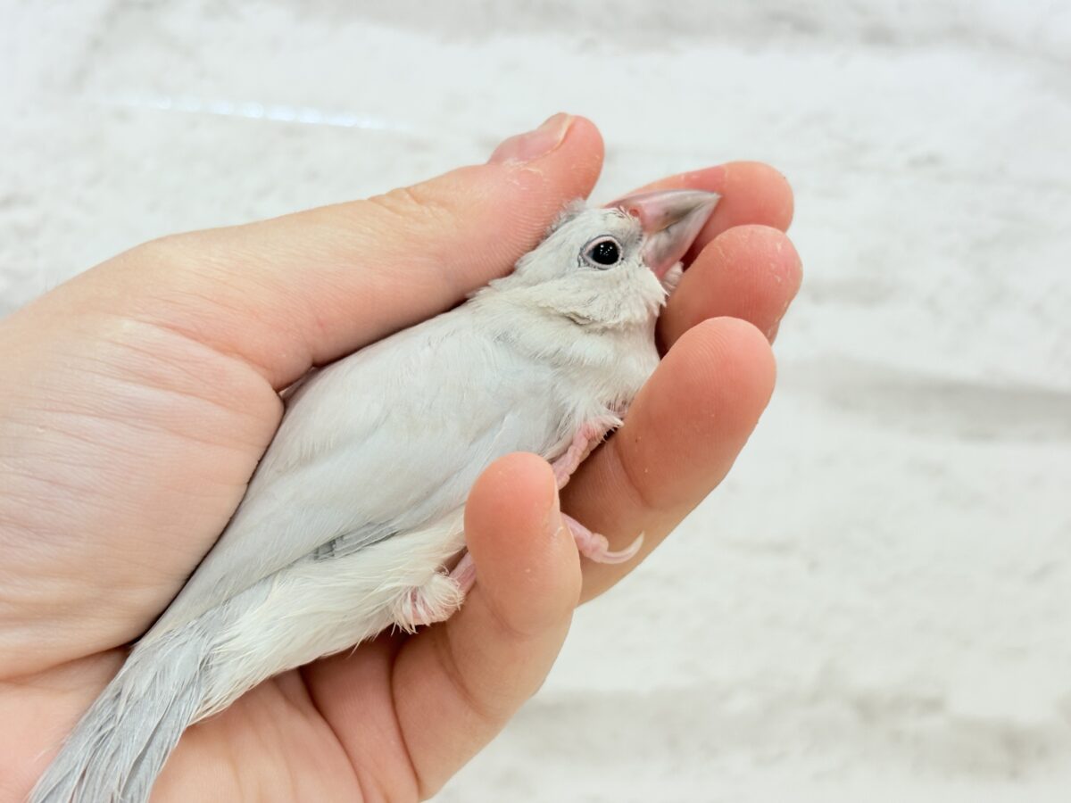 【最新画像更新🪄ひとり餌になりました☆】未来はゴージャス文鳥さっ🕊🩶シルバー文鳥 ヒナ シルバー文鳥