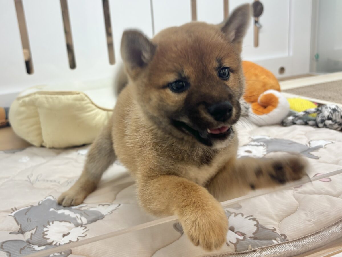 柴犬