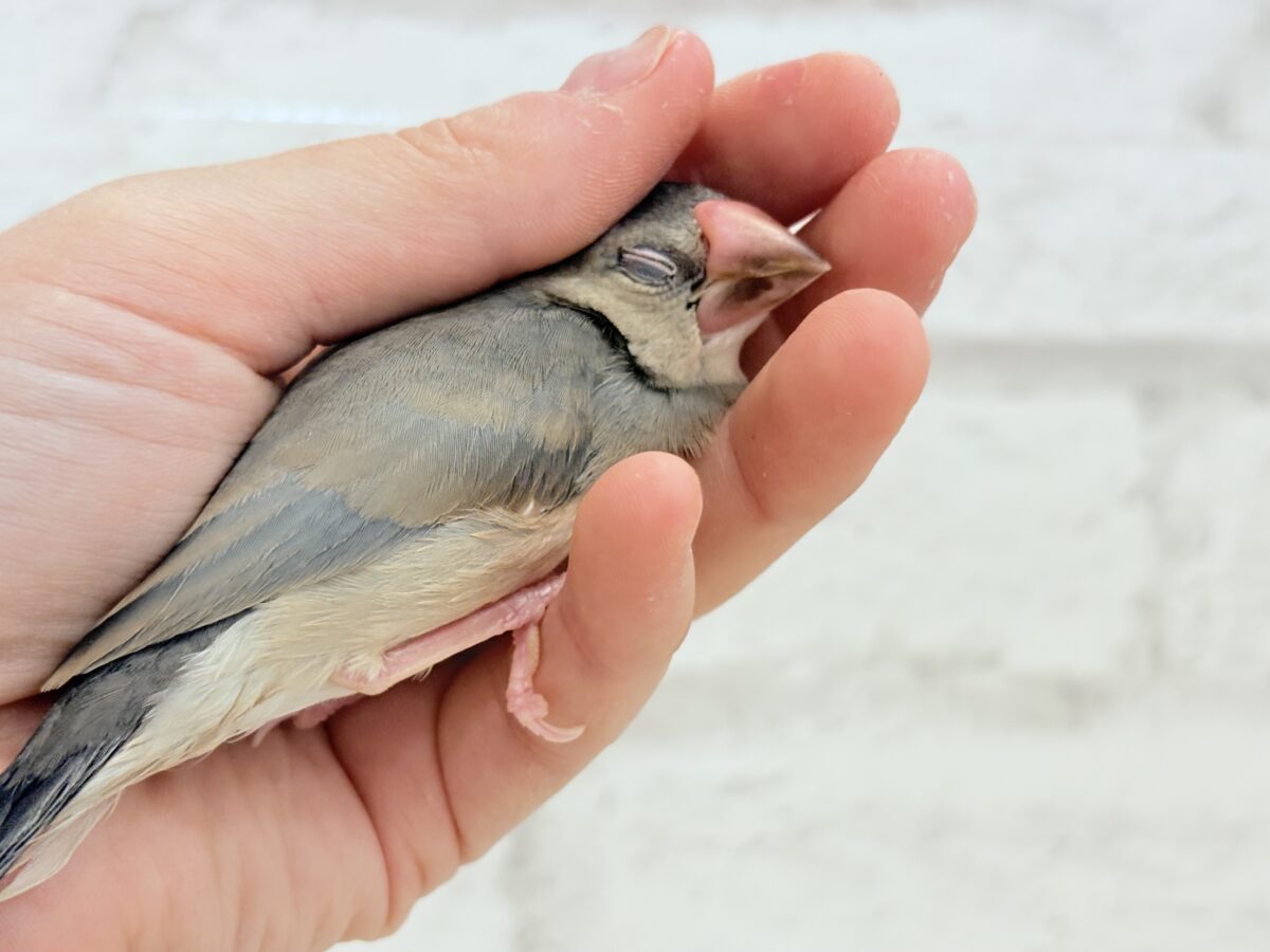 【最新画像更新🪄ひとり餌になりました☆】きらきらおめめに映る世界🐣🫧桜文鳥 ヒナ 桜文鳥