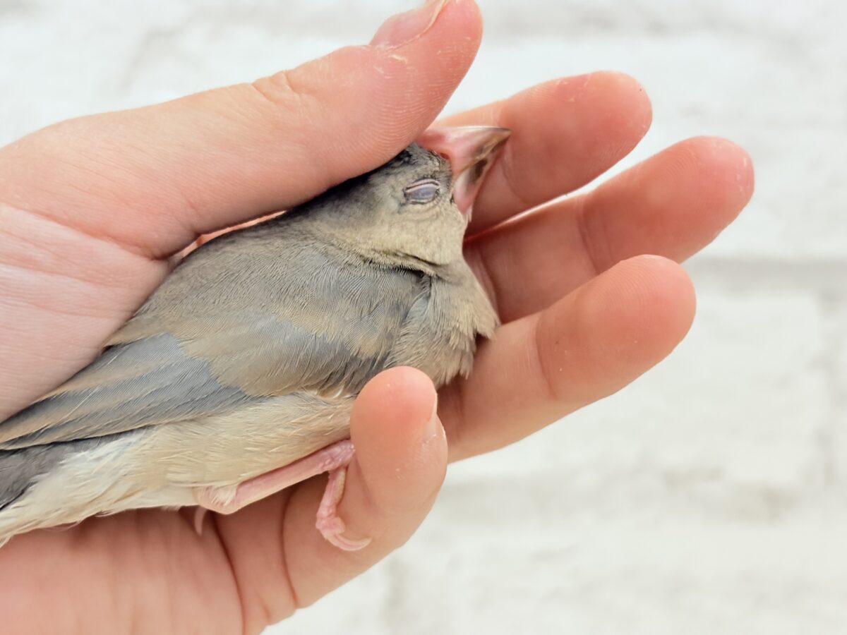 【最新画像更新🪄ひとり餌になりました☆】きらきらおめめに映る世界🐣🫧桜文鳥 ヒナ 桜文鳥